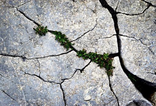 background Plants for fissured blue rock