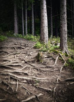 background roots overgrown walkway to a haunted forest