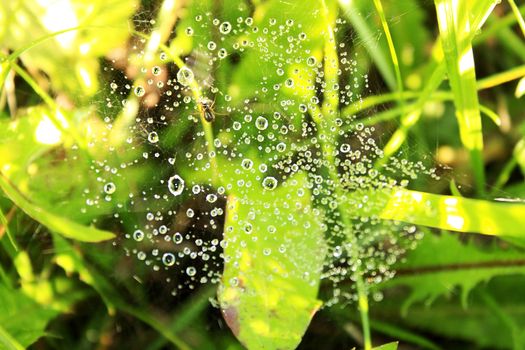 Dew on web