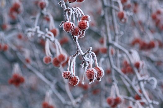 Frosting on berries