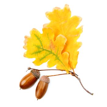 acorns and oak leaves isolated on white background