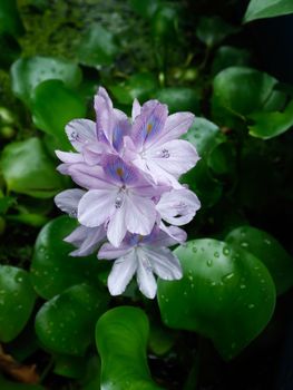 Water Hyacinth in the rainy season at cloudy.