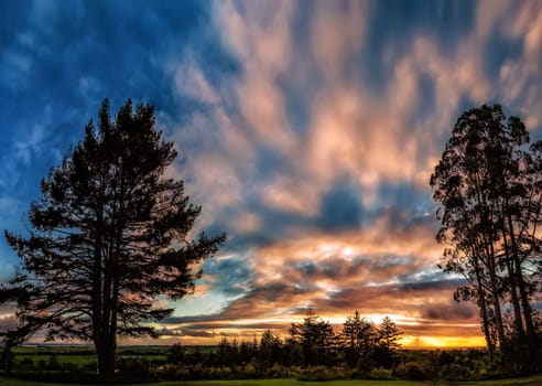 Sunset over tall trees, Northern California, USA, Color Image