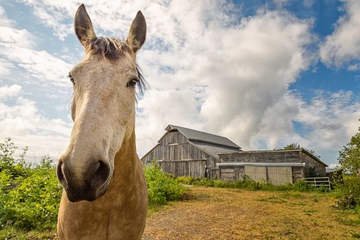 Friendly Horse at His Barn, Color Image