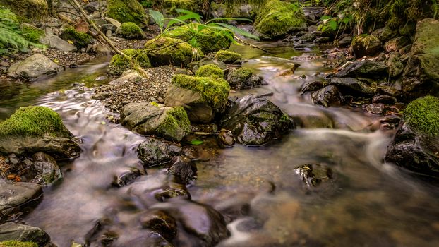 Gentle Creek in a Forest, Color image