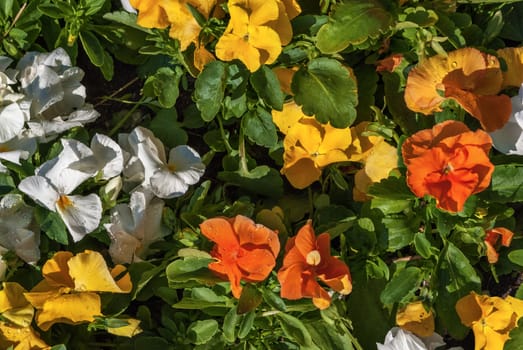 Bright, white, red, yellow and orange marigold flowers, among green leaves not a flowerbed in a bright sunny day.