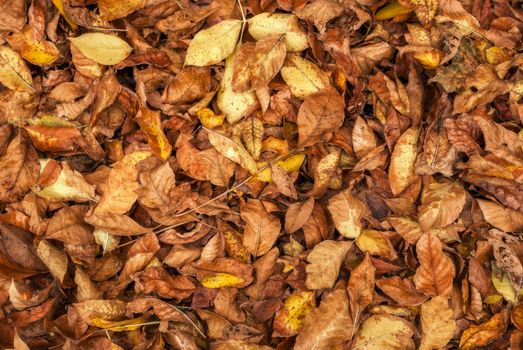 Background of yellow and red leaves lying on the ground in a cloudy autumn day.