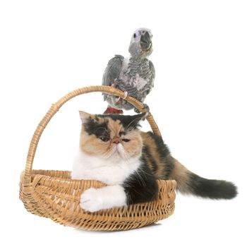 baby gray parrot and cat in front of white background