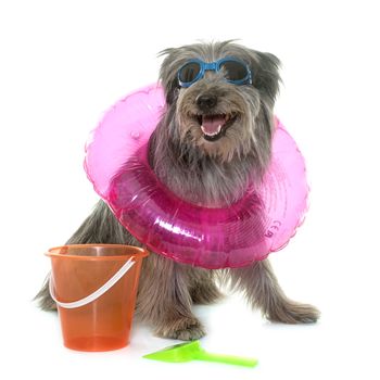 pyrenean shepherd in front of white background