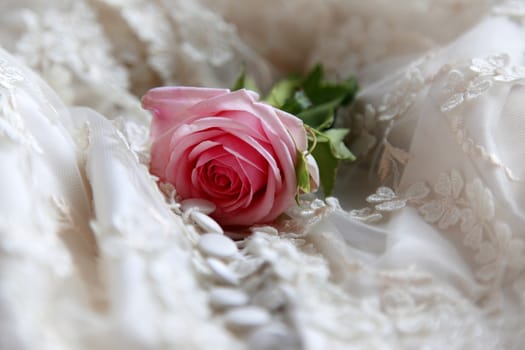 Pink rose on a background of a veil
