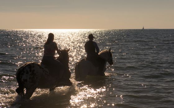 horse ridins walking in the sea in evening 