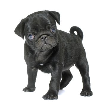 puppy black pug in front of white background