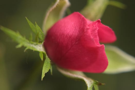 macro of a wild pink rose in a forest