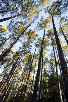 Looking up into the canopy of tall trees in a forestry plantation with leafy green crowns against a blue sky in a nature and natural resources concept