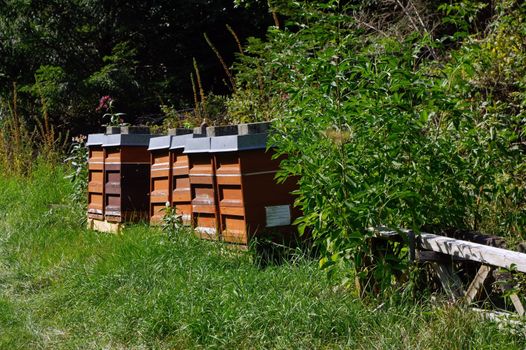 Row of wooden beehives with trees in the background