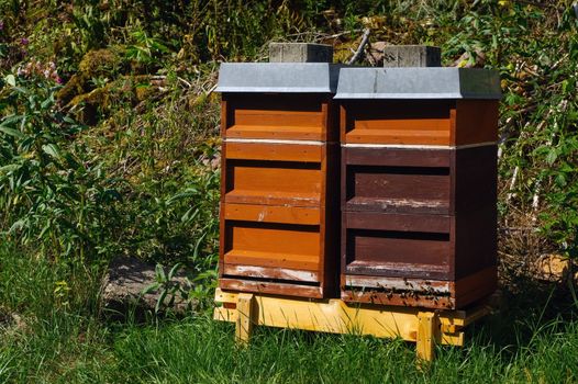 wooden beehives with trees in the background