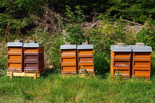 Row of wooden beehives with trees in the background