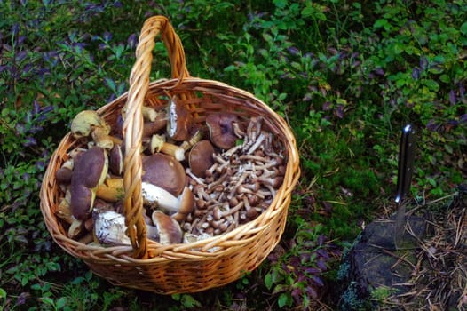 fresh picked edible forest mushrooms in a basket