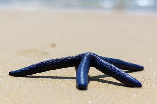 Blue starfish on the white sand in Thailand