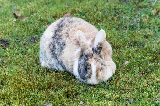 Dappled bunny rabbit sitting in the grass.