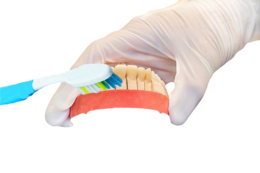 Dentures, denture and oral hygiene. Hands with gloves and brush while working on a dental prosthesis.