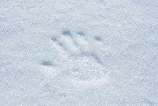 Handprint made with light pressure on the snow surface.