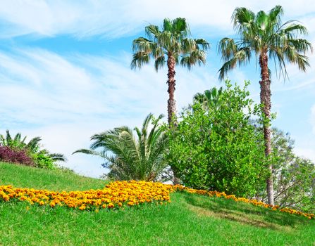 Tropical palm trees in a beautiful park