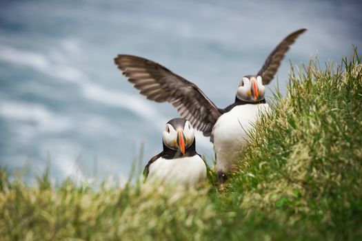 The beautiful Puffin a rare bird specie photographed in Iceland