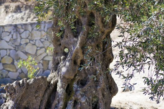 whimsical tree bark in the form of build-up similar to the different figures