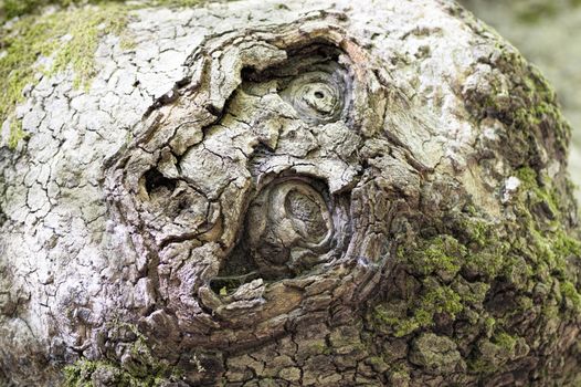 whimsical tree bark in the form of build-up similar to the different figures