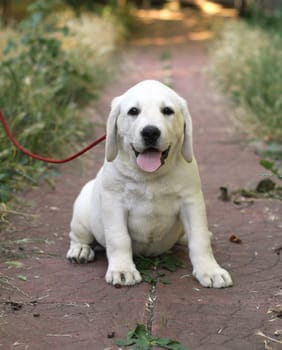 the little cute yellow labrador puppy sitting n the garden