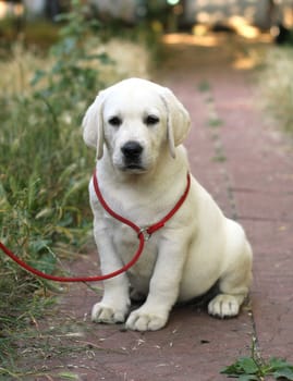 little cute yellow labrador puppy sitting n the garden