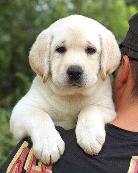 cute little yellow labrador puppy a shoulder of a man