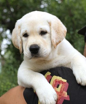a cute little yellow labrador puppy a shoulder of a man