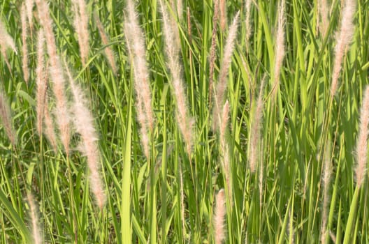 Meadows grass swaying with the wind that may blur for background.