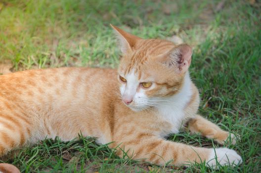 cat with big yellow eyes on the lawn