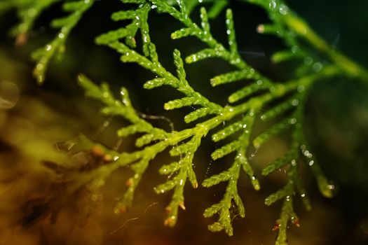 Leaves of pine tree or Oriental Arborvitae , Scientific Name:Thuja Orientali. Thuja leaves close up