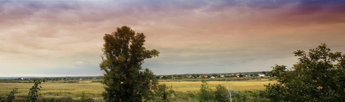 panoramic picture. view from the window. trees and yellow field