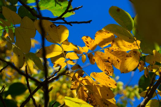 yellow and green leaves of a walnut tree on a background of blue sky. 