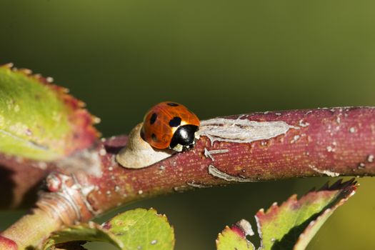 ladybird on a rose branch. Ladybug and rose branch