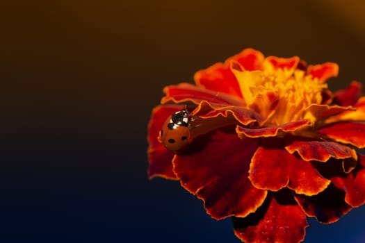 ladybird on an orange flower. Ladybug on orange flower petals