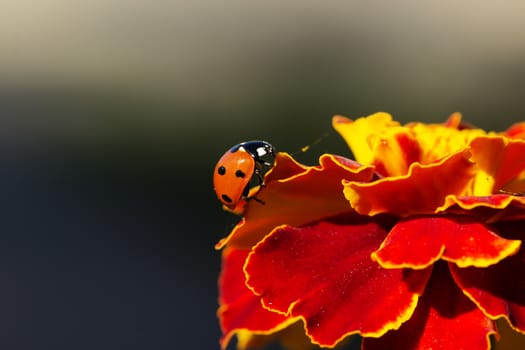 ladybird on an orange flower. Ladybug on orange flower petals