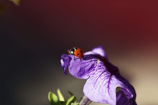 ladybird on a purple (lilac) flower. Ladybug and purple (lilac) flower