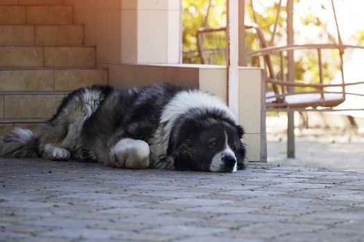sad caucasian shepherd dog lying on the ground in the yard