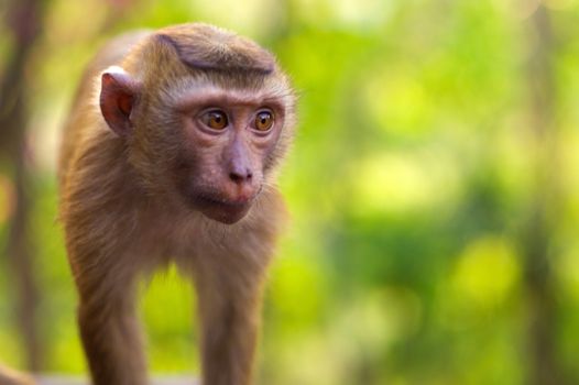 A close-up, young macaca monkey walking on ground with green background, in Thailand