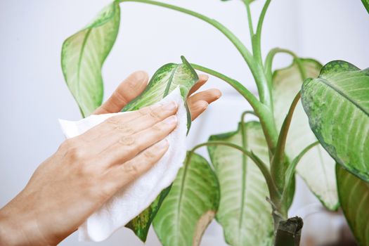 Woman wiping leaves of potted plant