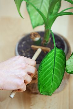 Woman gardening potted plant