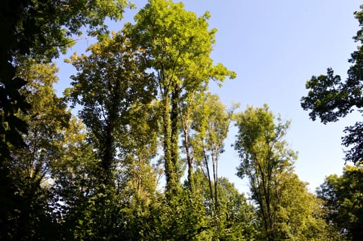 Several trees growing green with ivies rising along trunks.