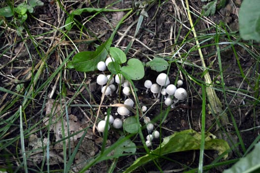 Group of wood mushrooms of white color with green sheets all around.