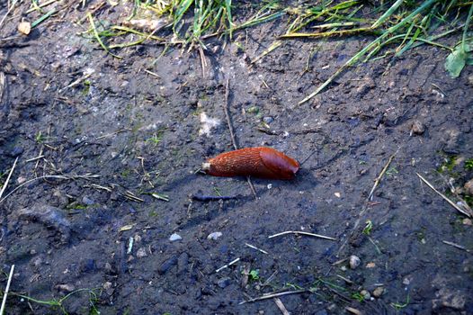 Slug of red color on a wooden path.